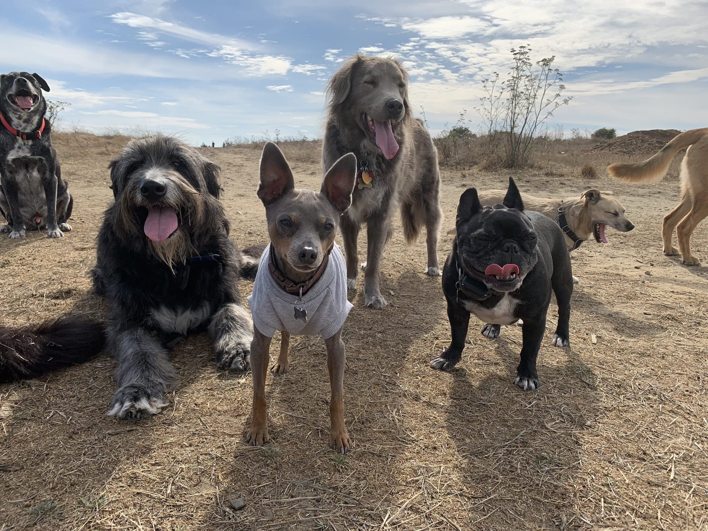 Four dogs standing together, off leash, on a dry hillside.