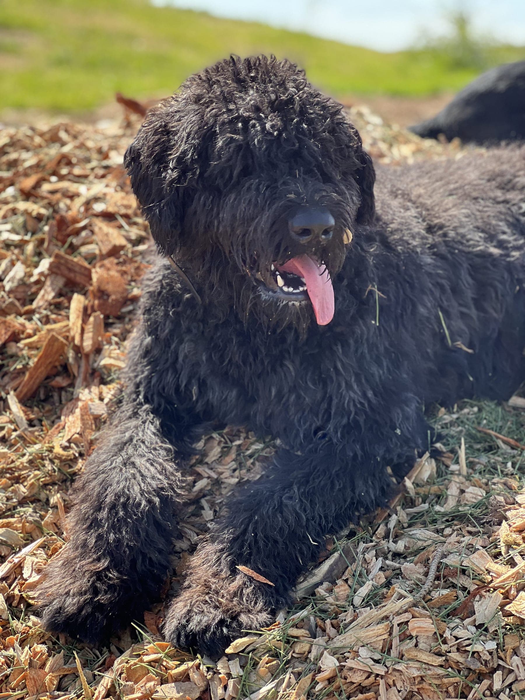 A black doodle lying in wood chips with its tongue out.