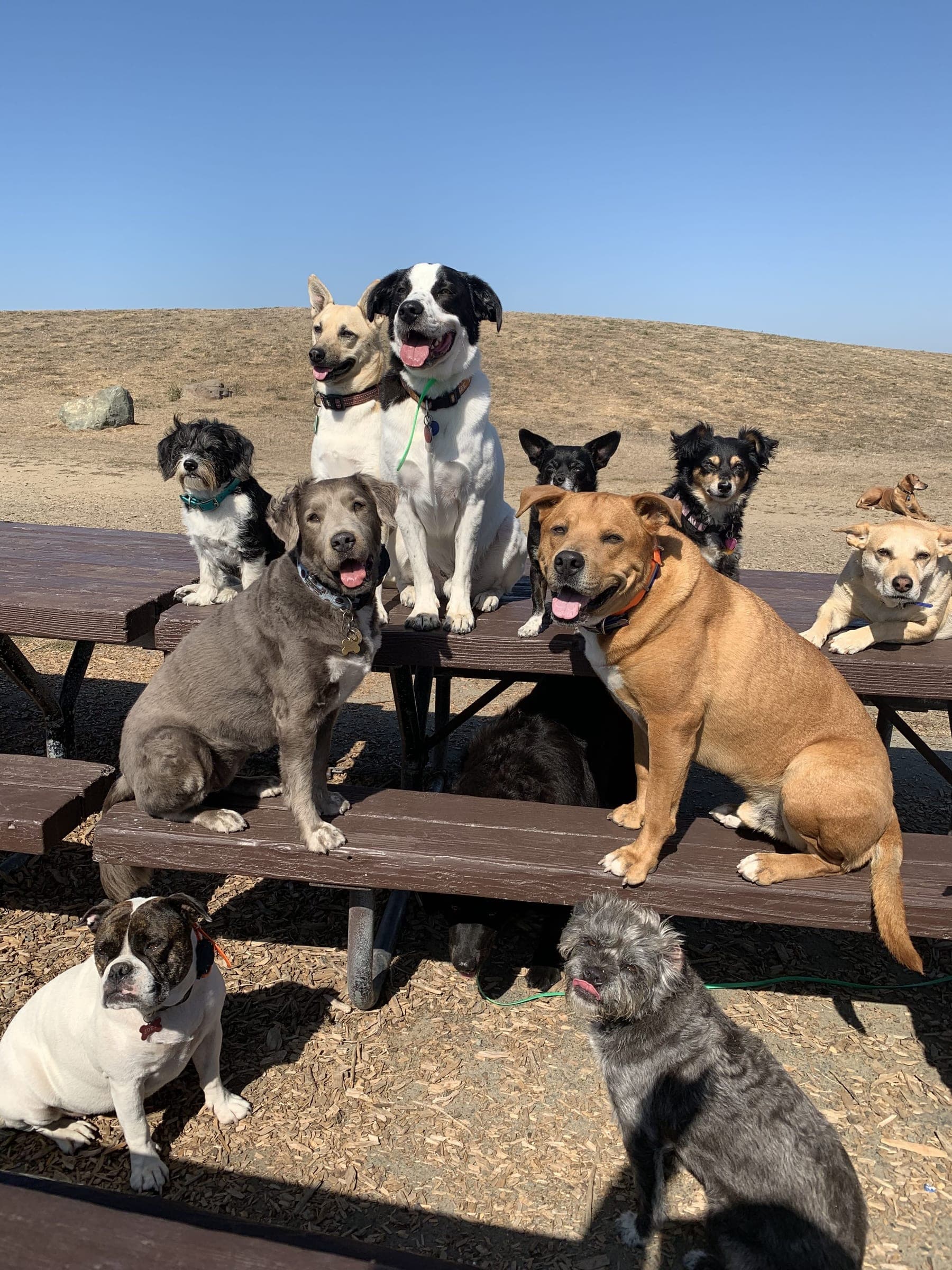 A pack of dogs posed on a picnic table under a blue sky.