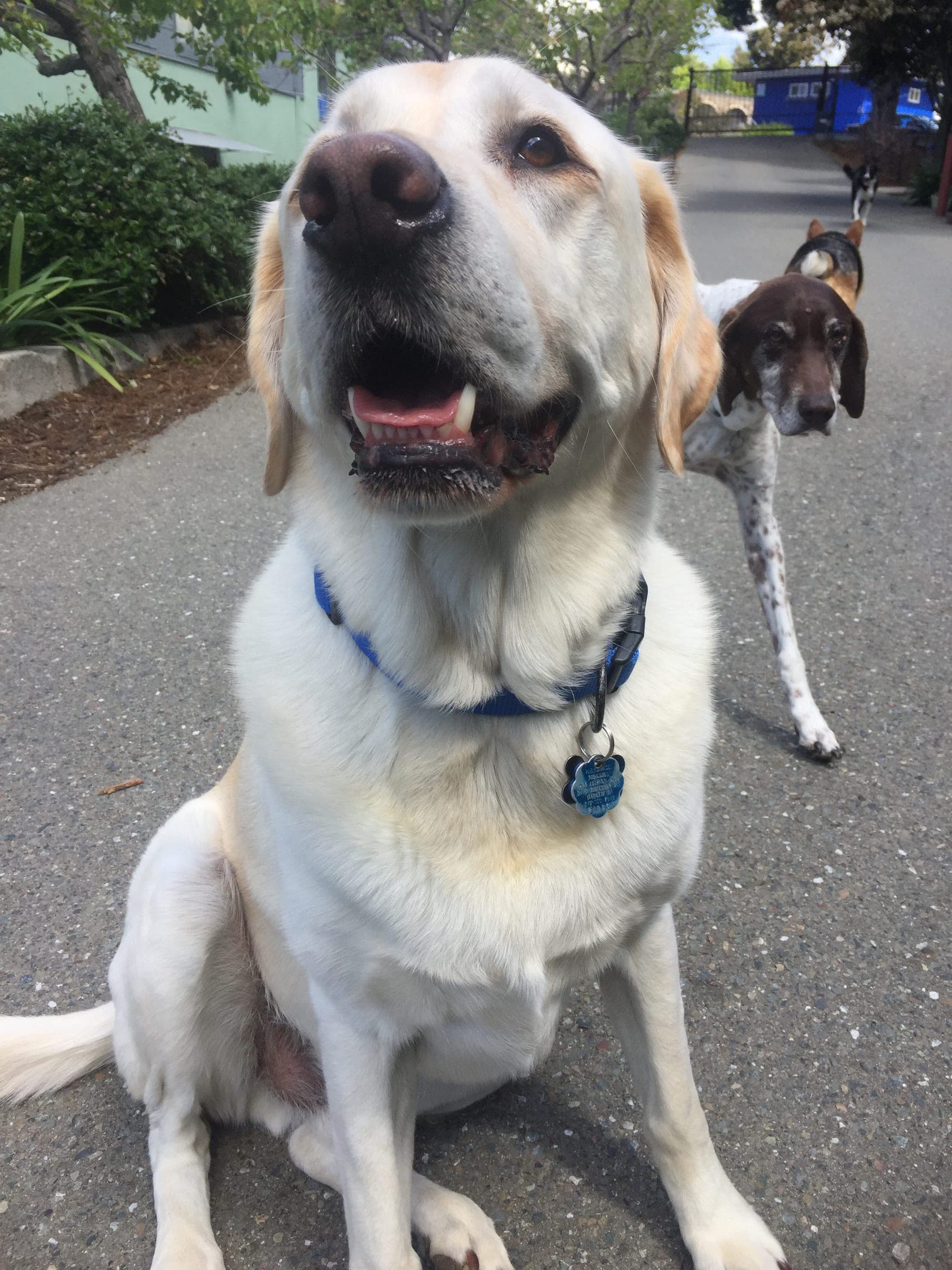 A yellow lab sitting on a sidewalk, looking up.