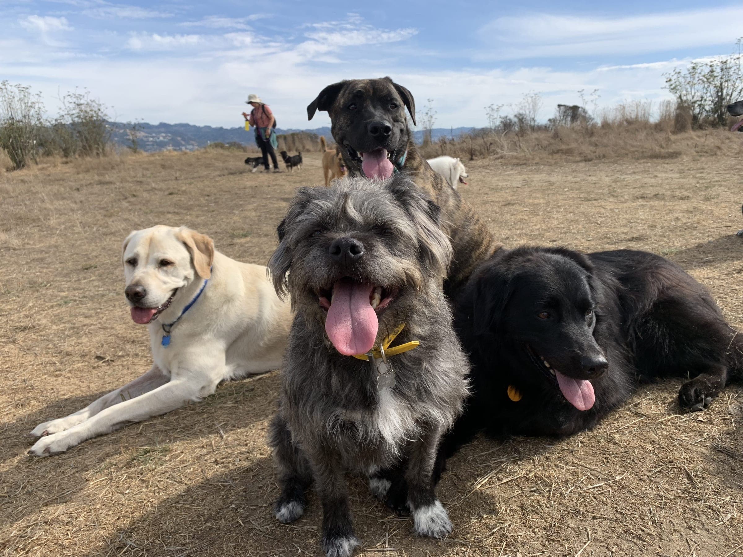 Four dogs resting together on a hillside above the bay.