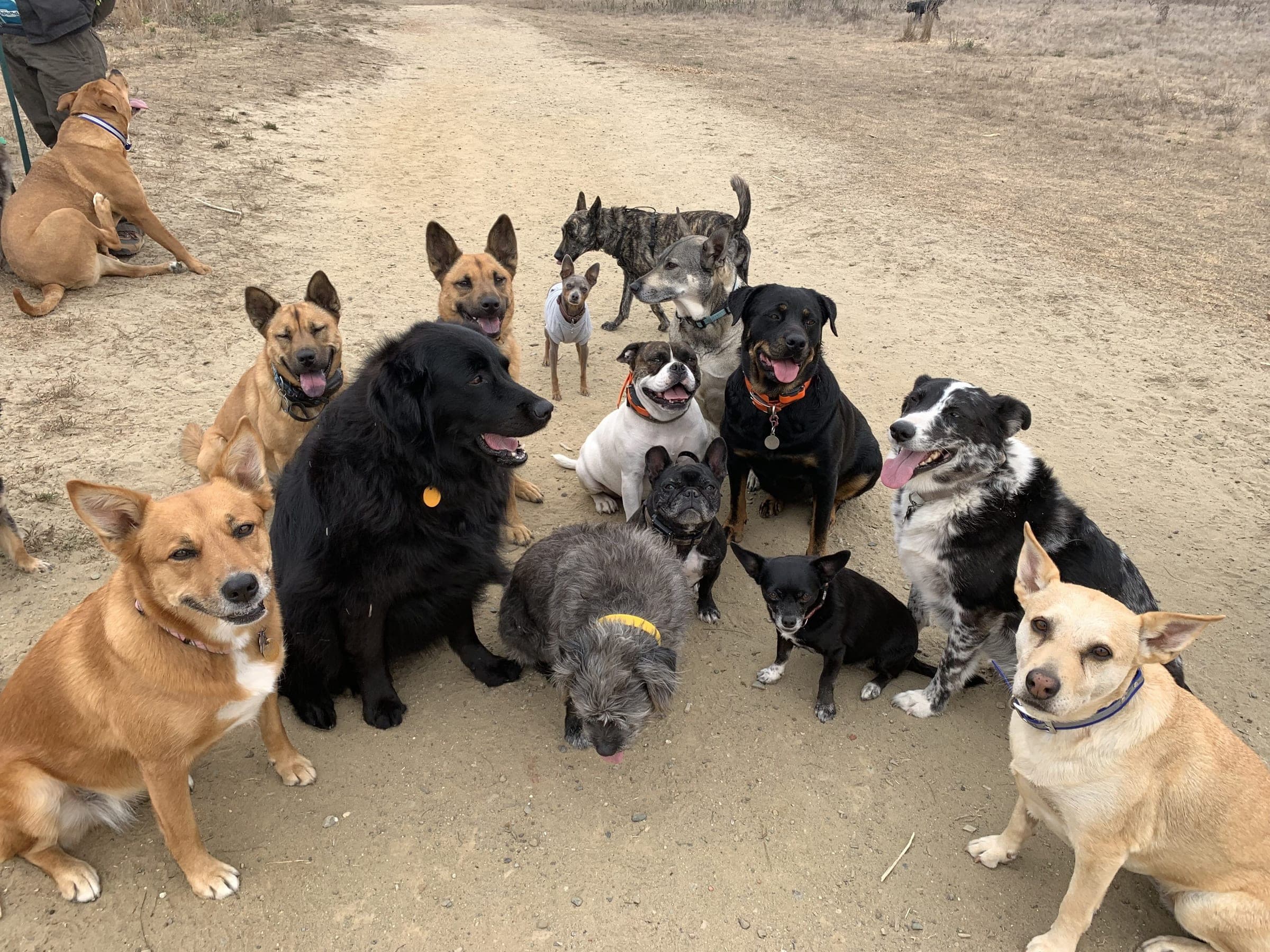 Eleven dogs of all sizes sitting together, off leash, on a dirt trail.