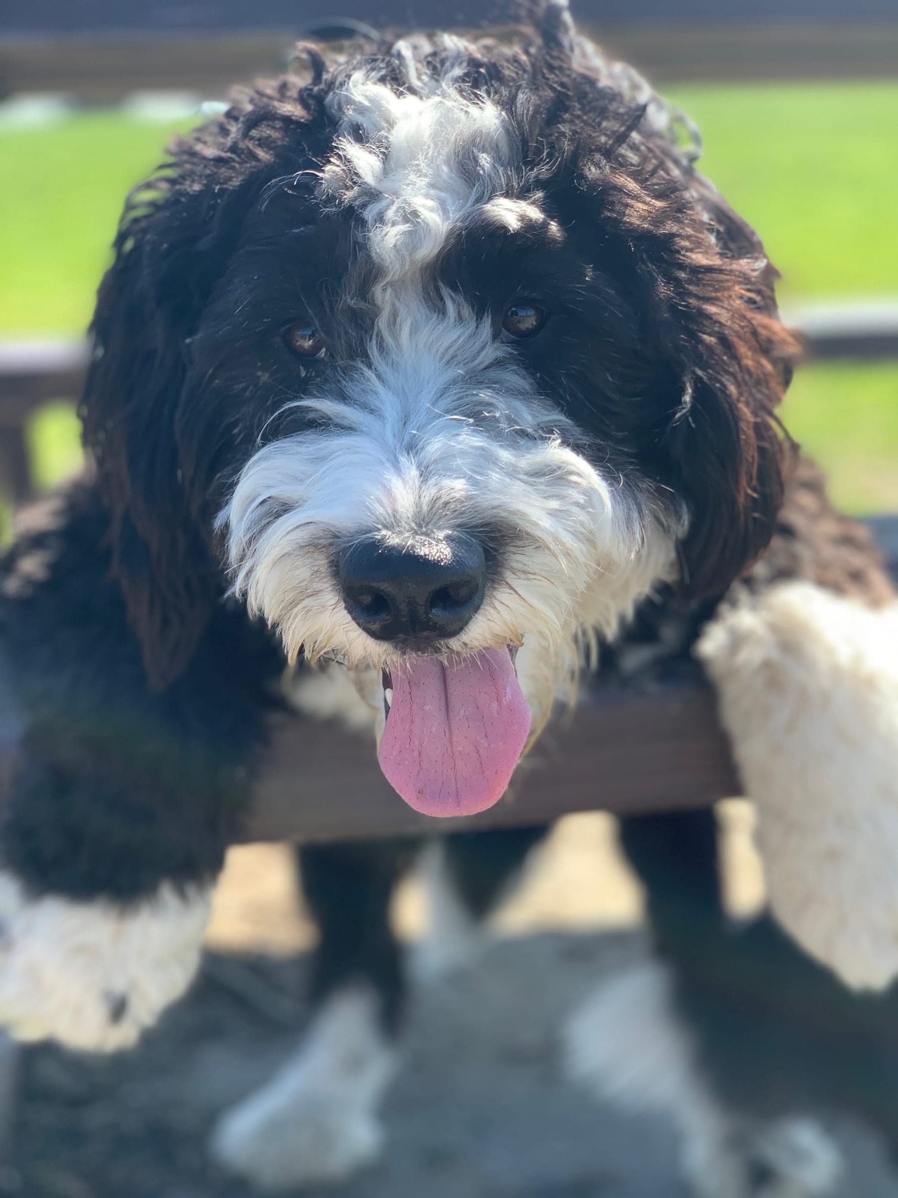 A bernedoodle with its tongue out and its paws up on a bench.