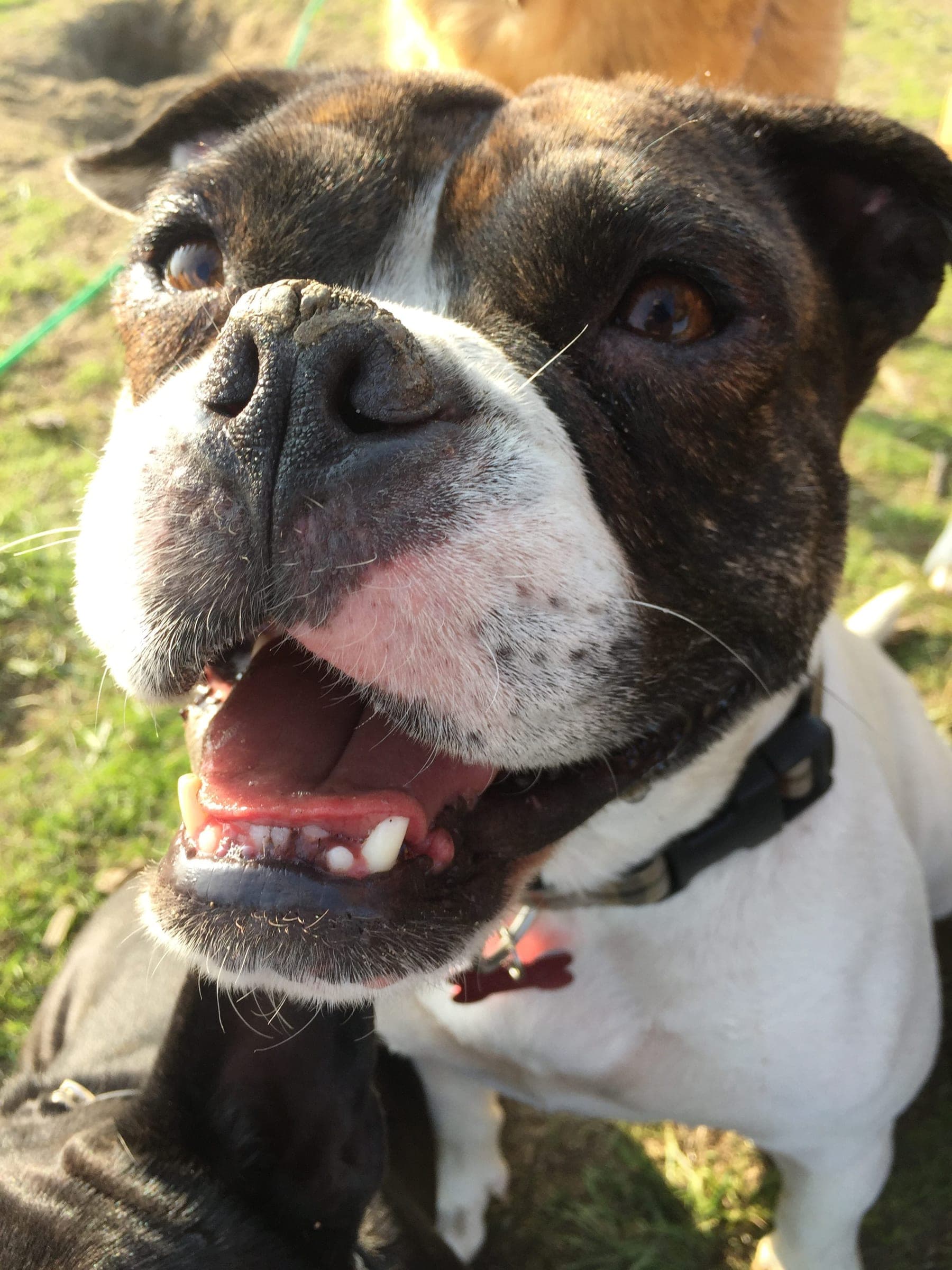 A boxer grinning up at the camera.