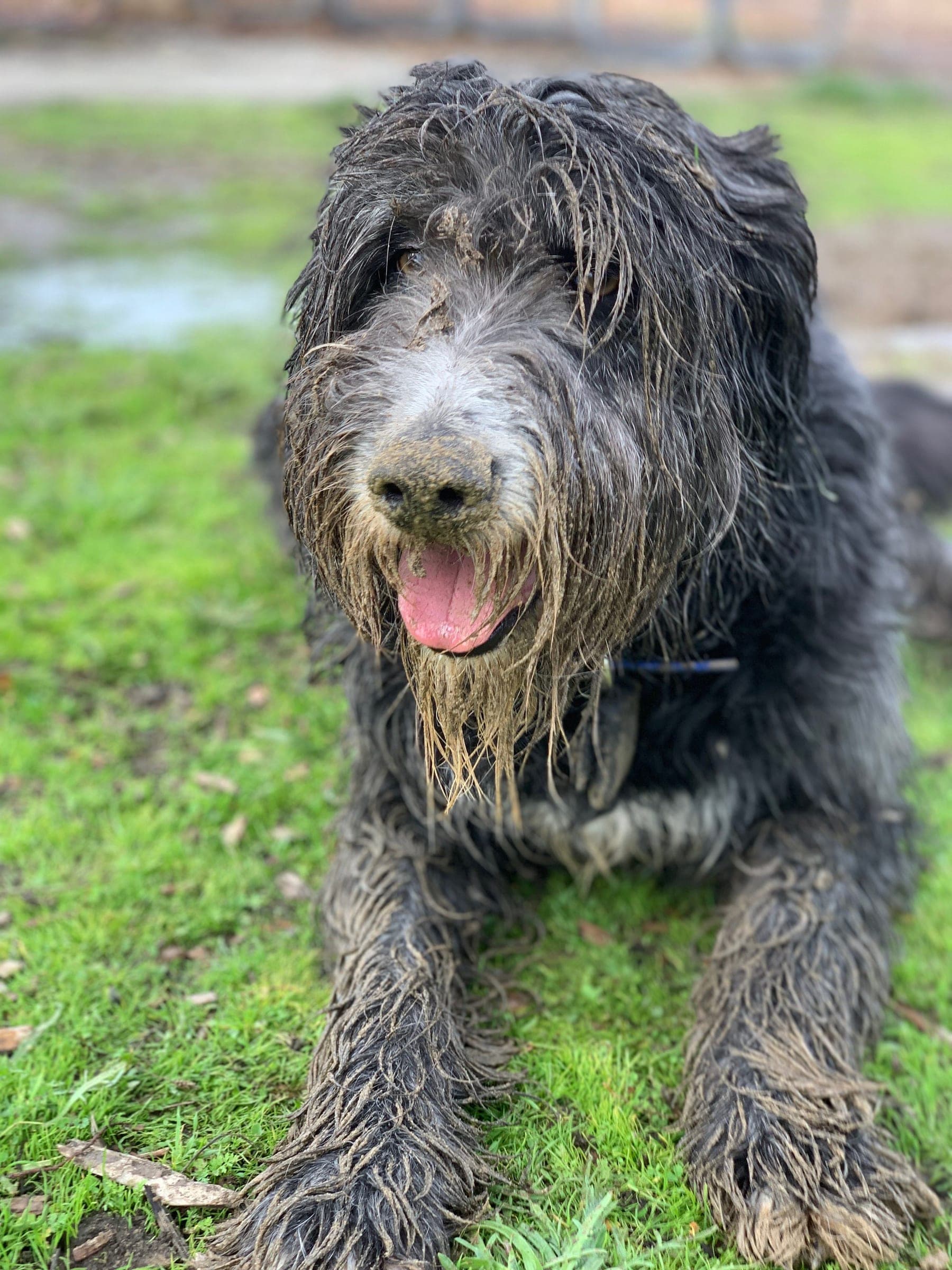 A shaggy grey sheepdog lying on the grass.