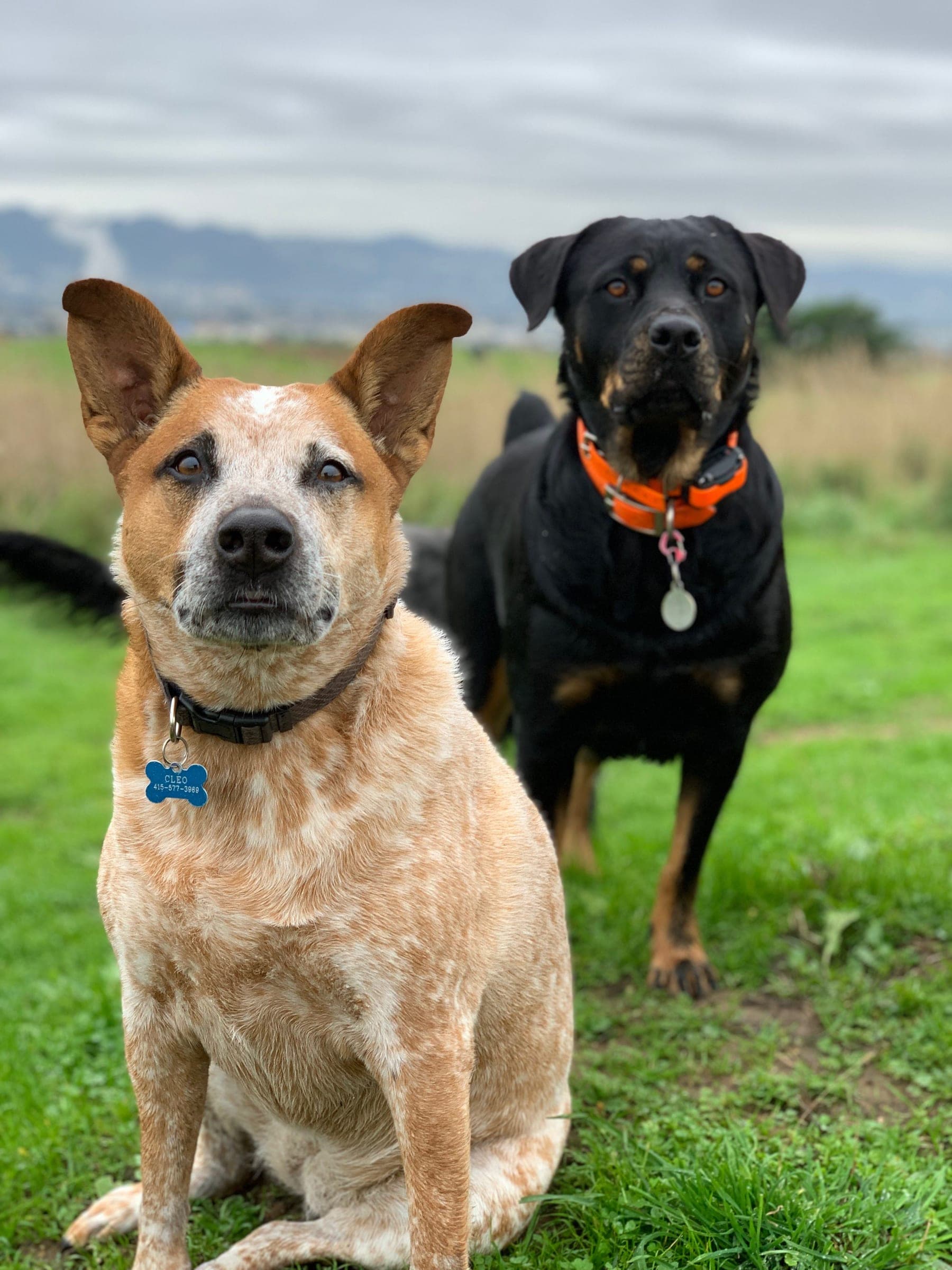 A cattle dog and a rottweiler sitting side by side on the grass.