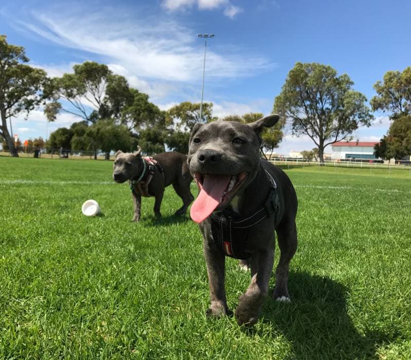 Two dogs playing with a frisbee in the grass.