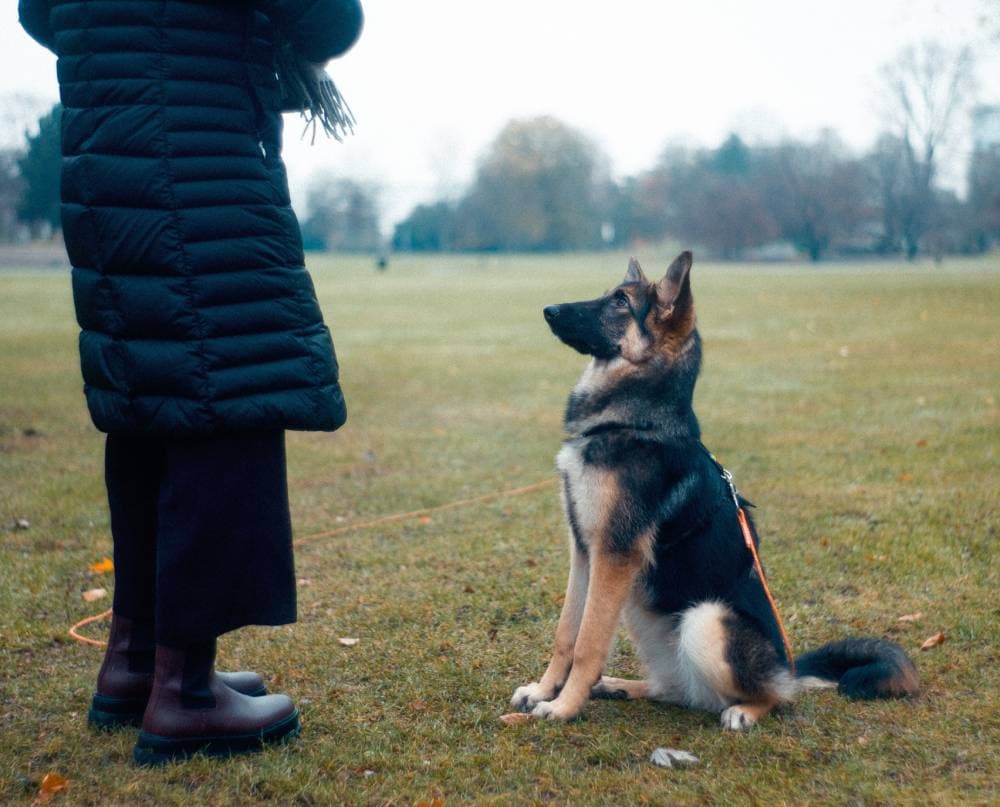 A dog sitting on the grass next to a person.