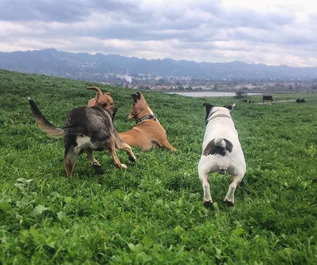 A dog chasing two dogs in the grass.