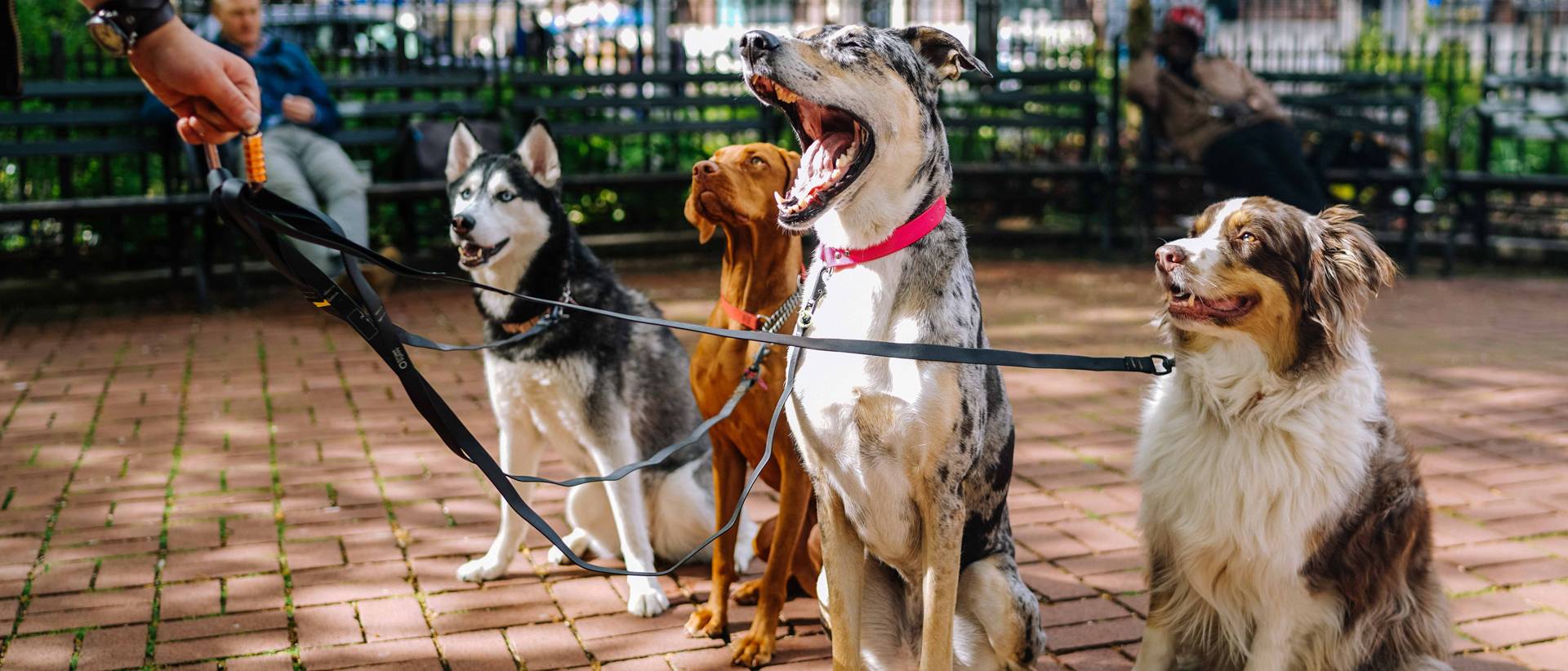 Three dogs are standing on a brick path.