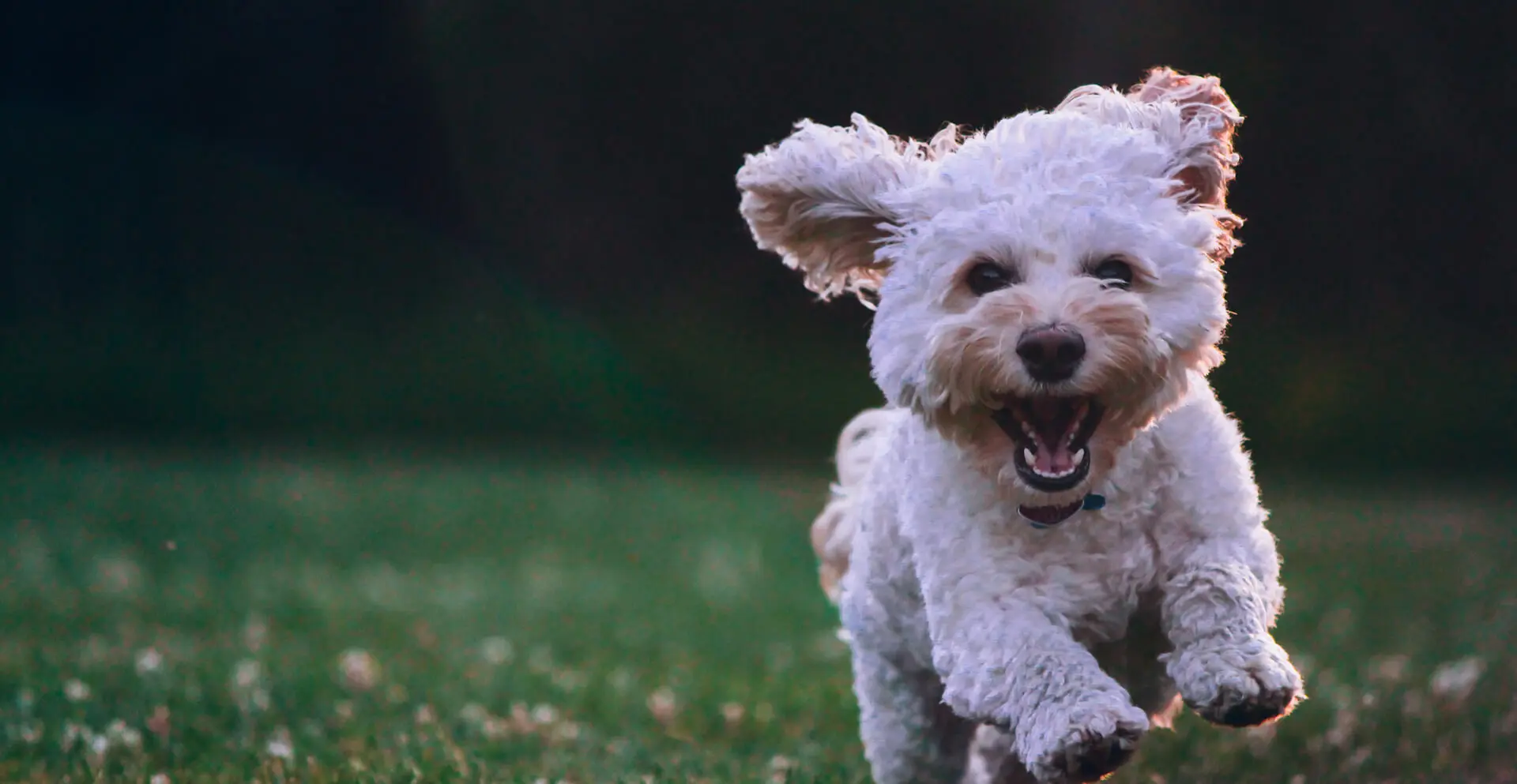 A white dog running in the grass with its mouth open.