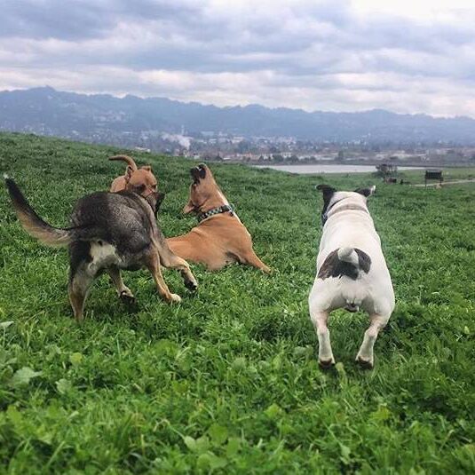 A dog chasing two dogs in the grass.