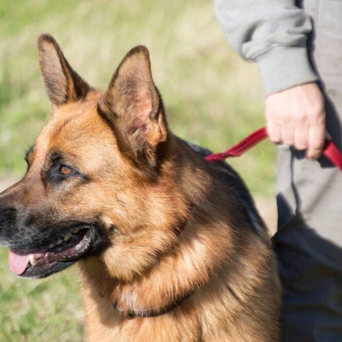 A german shepherd dog is being walked by its owner.